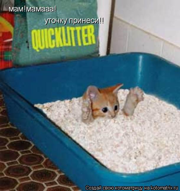 мам!мамааа! уточку принеси!!... Котоматрица: мам!мамааа! уточку принеси!!