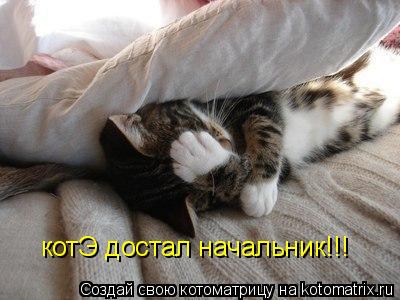 котЭ достал начальник!!!... Котоматрица: котЭ достал начальник!!!