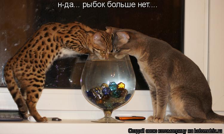 н-да... рыбок больше нет....... Котоматрица: н-да... рыбок больше нет....