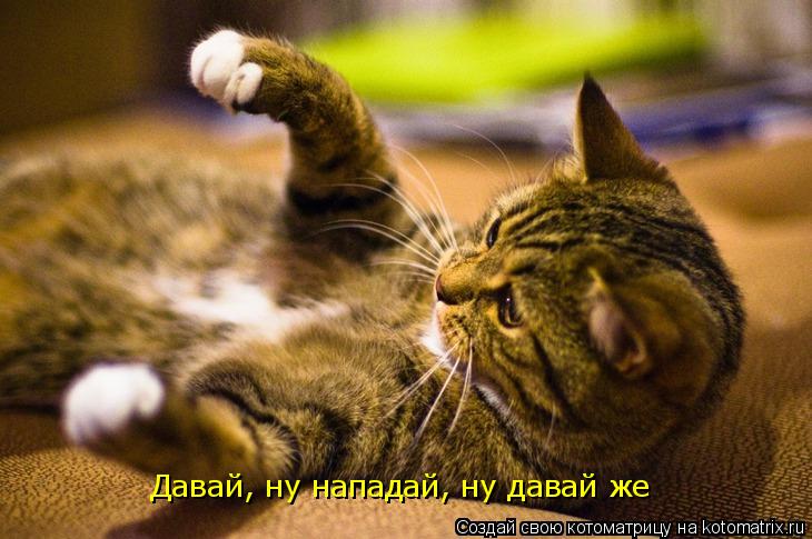 Давай, ну нападай, ну давай же... Котоматрица: Давай, ну нападай, ну давай же