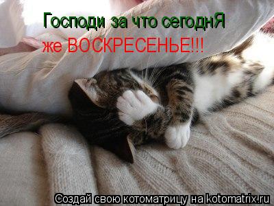 Господи за что сегоднЯ же ВОСКРЕСЕНЬЕ!!!... Котоматрица: Господи за что сегоднЯ же ВОСКРЕСЕНЬЕ!!!