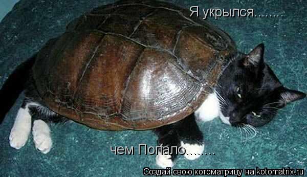 Я укрылся........ чем Попало........... Котоматрица: Я укрылся........ чем Попало........