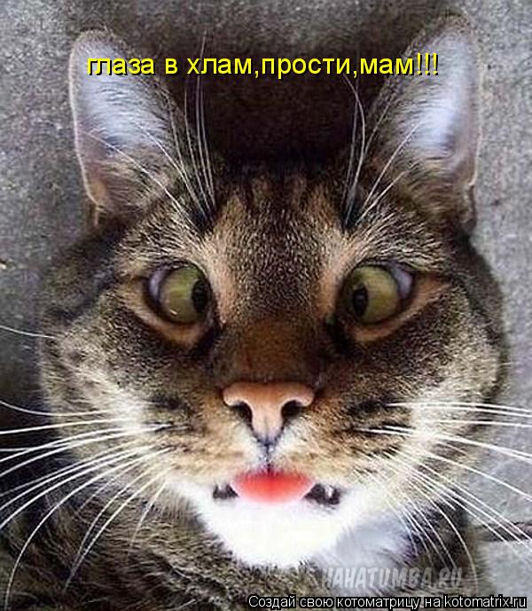 глаза в хлам,прости,мам!!!... Котоматрица: глаза в хлам,прости,мам!!!