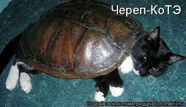 Череп-КоТЭ... Котоматрица: Череп-КоТЭ