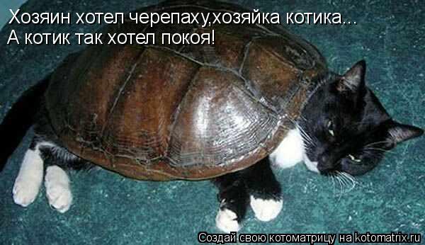 Хозяин хотел черепаху,хозяйка котика... А котик так хотел покоя!... Котоматрица: Хозяин хотел черепаху,хозяйка котика... А котик так хотел покоя!