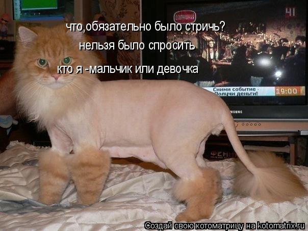 что,обязательно было стричь? нельзя было спросить кто я -мальчик или девочка... Котоматрица: что,обязательно было стричь? нельзя было спросить кто я -мальчик или девочка