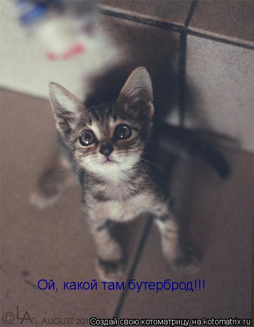 Ой, какой там бутерброд!!!... Котоматрица: Ой, какой там бутерброд!!!