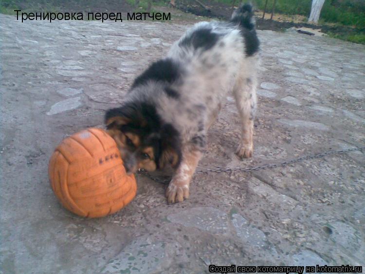 Тренировка перед матчем... Котоматрица: Тренировка перед матчем