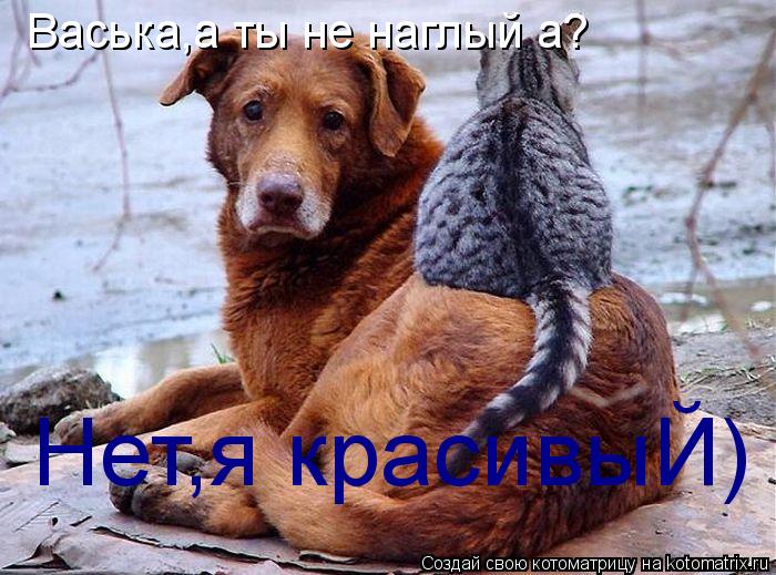 Васька,а ты не наглый а? Нет,я красивыЙ)... Котоматрица: Васька,а ты не наглый а? Нет,я красивыЙ)