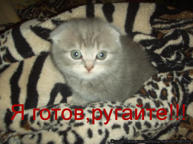 Я готов,ругайте!!!... Котоматрица: Я готов,ругайте!!!