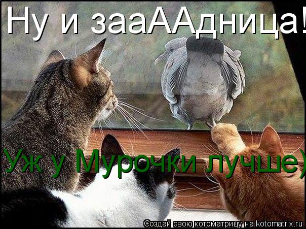 Ну и зааААдница!!! Уж у Мурочки лучше)... Котоматрица: Ну и зааААдница!!! Уж у Мурочки лучше)