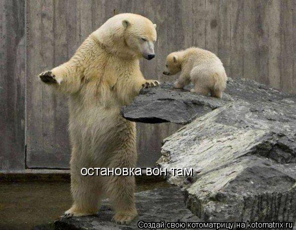остановка вон там... Котоматрица: остановка вон там