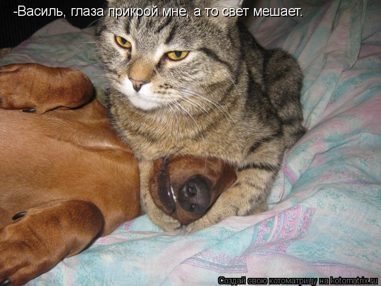 -Василь, глаза прикрой мне, а то свет мешает.... Котоматрица: -Василь, глаза прикрой мне, а то свет мешает.