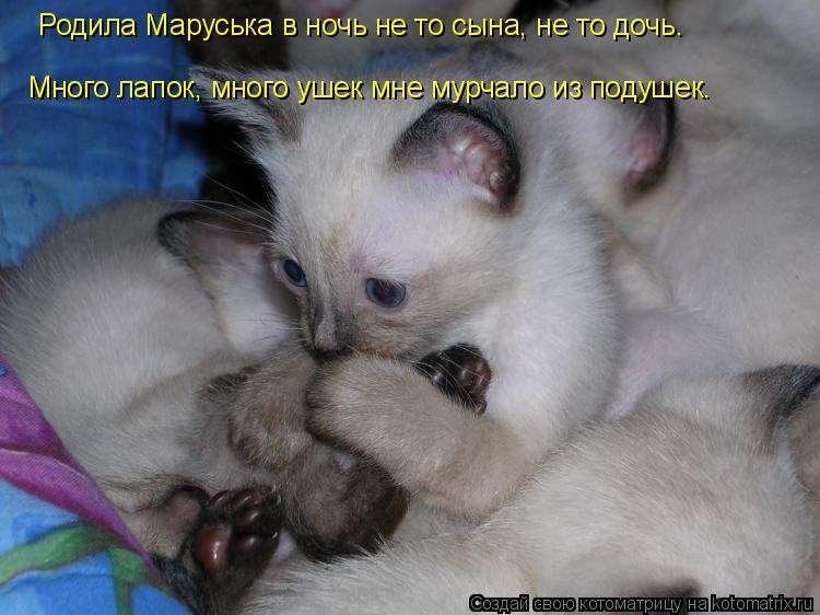 Много лапок, много ушек мне мурчало из подушек. Родила Маруська в ночь не то сына, не то дочь.... Котоматрица: Много лапок, много ушек мне мурчало из подушек. Родила Маруська в ночь не то сына, не то дочь.