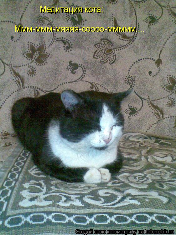 Медитация кота: Ммм-ммм-мяяяя-соооо-ммммм....... Котоматрица: Медитация кота: Ммм-ммм-мяяяя-соооо-ммммм....