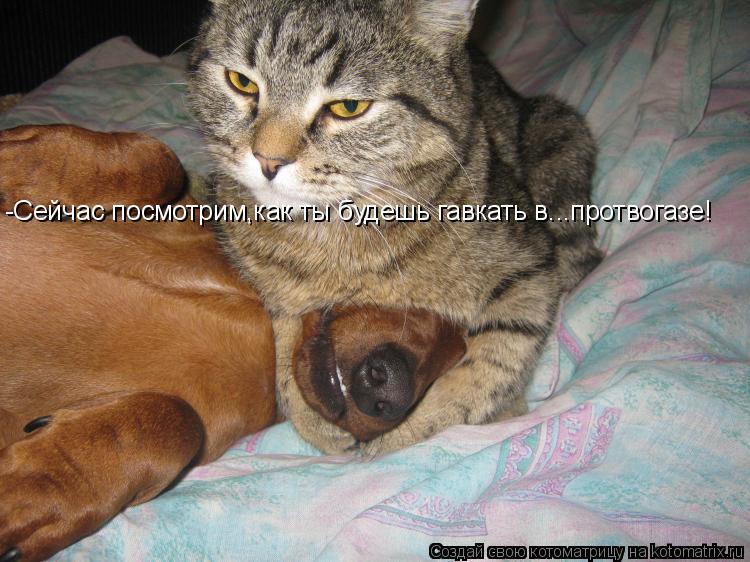 -Сейчас посмотрим,как ты будешь гавкать в...протвогазе!... Котоматрица: -Сейчас посмотрим,как ты будешь гавкать в...протвогазе!