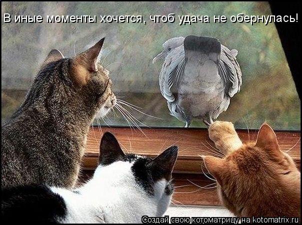 В иные моменты хочется, чтоб удача не обернулась!... Котоматрица: В иные моменты хочется, чтоб удача не обернулась!