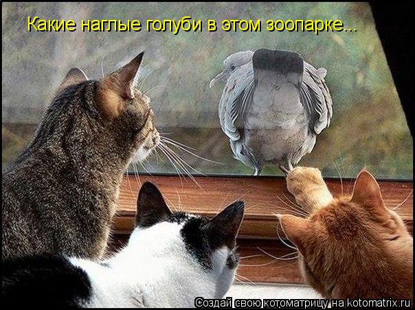 Какие наглые голуби в этом зоопарке...... Котоматрица: Какие наглые голуби в этом зоопарке...