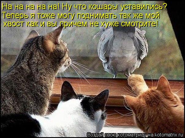 На на на на на! Ну что кошары уставились? Теперь я тоже могу поднимать так же мой хвост как и вы прич... Котоматрица: На на на на на! Ну что кошары уставились? Теперь я тоже могу поднимать так же мой хвост как и вы причем не хуже смотрите!