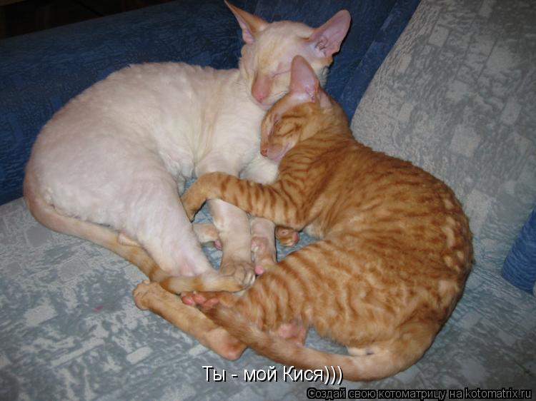 Ты - мой Кися)))... Котоматрица: Ты - мой Кися)))