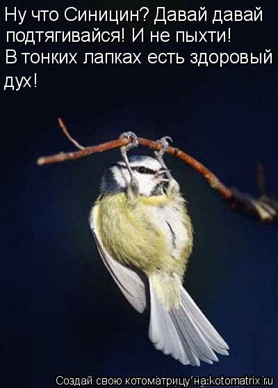 Ну что Синицин? Давай давай подтягивайся! И не пыхти! В тонких лапках есть здоровый дух!... Котоматрица: Ну что Синицин? Давай давай подтягивайся! И не пыхти! В тонких лапках есть здоровый дух!