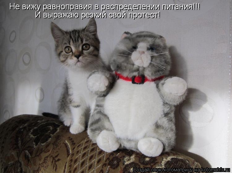 Не вижу равноправия в распределении питания!!! И выражаю резкий свой протест!... Котоматрица: Не вижу равноправия в распределении питания!!! И выражаю резкий свой протест!