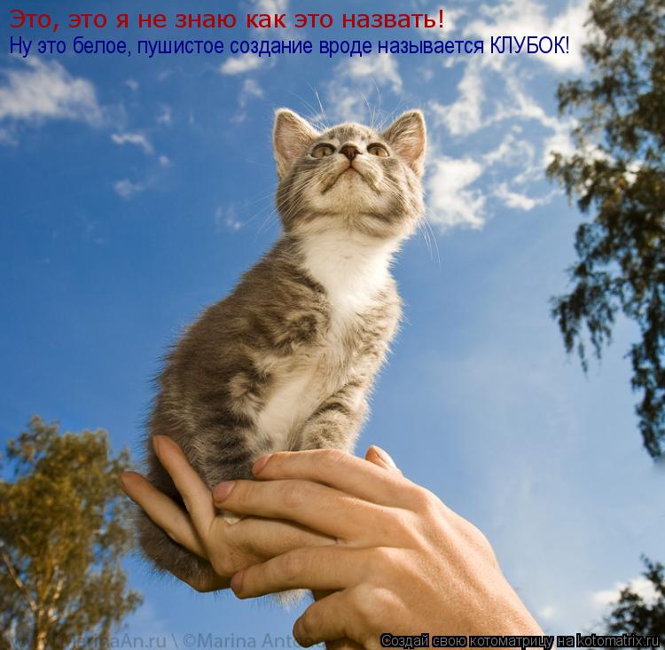 Это, это я не знаю как это назвать! Ну это белое, пушистое создание вроде называется КЛУБОК!... Котоматрица: Это, это я не знаю как это назвать! Ну это белое, пушистое создание вроде называется КЛУБОК!