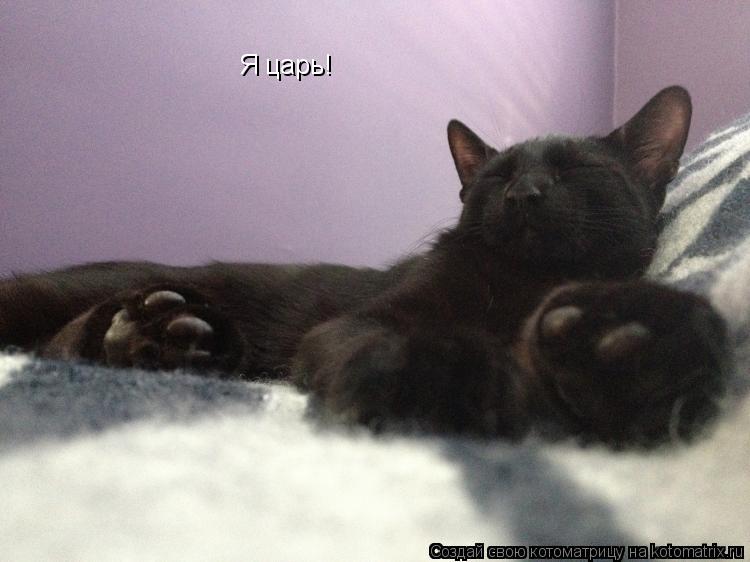 Я царь!... Котоматрица: Я царь!