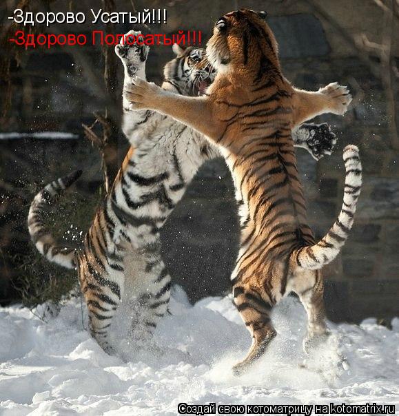 -Здорово Усатый!!! -Здорово Полосатый!!!... Котоматрица: -Здорово Усатый!!! -Здорово Полосатый!!!