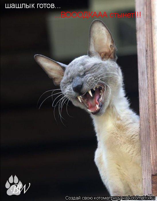 шашлык готов... ...ВОООДКААА стынет!!!... Котоматрица: шашлык готов... ...ВОООДКААА стынет!!!