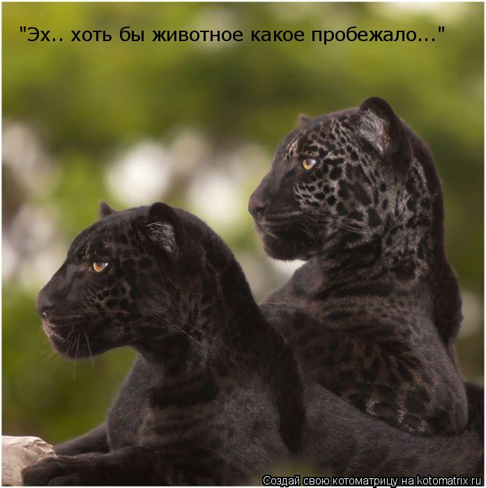 "Эх.. хоть бы животное какое пробежало..."... Котоматрица: "Эх.. хоть бы животное какое пробежало..."
