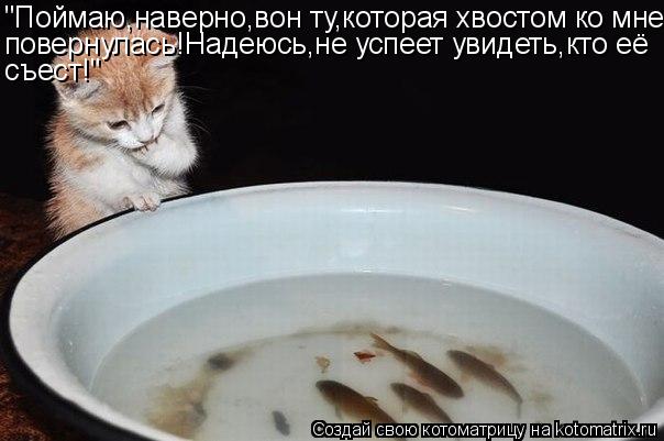 "Поймаю,наверно,вон ту,которая хвостом ко мне повернулась!Надеюсь,не успеет увидеть,кто её съест!"... Котоматрица: "Поймаю,наверно,вон ту,которая хвостом ко мне повернулась!Надеюсь,не успеет увидеть,кто её съест!"