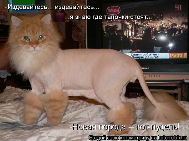 -Издевайтесь... издевайтесь... ...я знаю где тапочки стоят... -Новая порода -- кот-пудель!... Котоматрица: -Издевайтесь... издевайтесь... ...я знаю где тапочки стоят... -Новая порода -- кот-пудель!