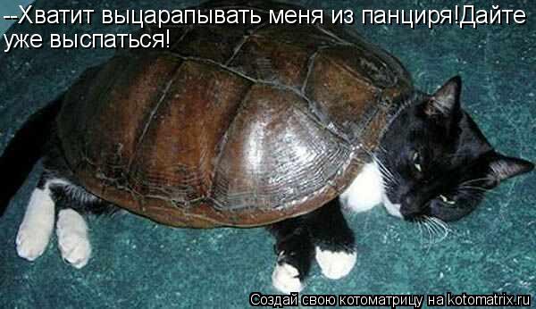 --Хватит выцарапывать меня из панциря!Дайте уже выспаться!... Котоматрица: --Хватит выцарапывать меня из панциря!Дайте уже выспаться!