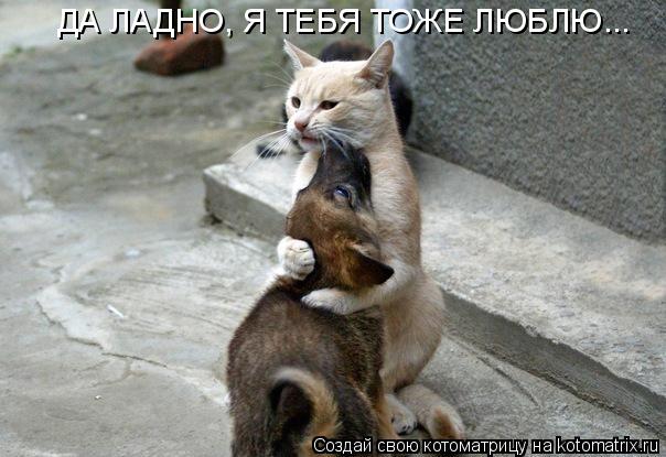 ДА ЛАДНО, Я ТЕБЯ ТОЖЕ ЛЮБЛЮ...... Котоматрица: ДА ЛАДНО, Я ТЕБЯ ТОЖЕ ЛЮБЛЮ...