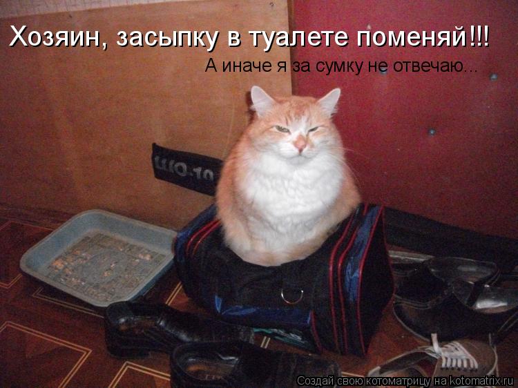 Хозяин, засыпку в туалете поменяй!!! А иначе я за сумку не отвечаю...... Котоматрица: Хозяин, засыпку в туалете поменяй!!! А иначе я за сумку не отвечаю...