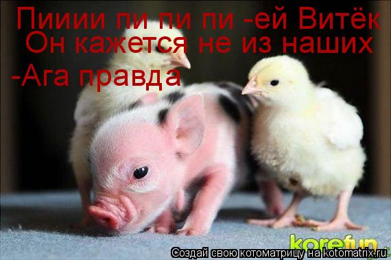 Пииии пи пи пи -ей Витёк он кажется не из наших! -ага и правда! Пииии пи пи пи -ей Витёк Он кажется ... Котоматрица: Пииии пи пи пи -ей Витёк он кажется не из наших! -ага и правда! Пииии пи пи пи -ей Витёк Он кажется не из наших -Ага правда