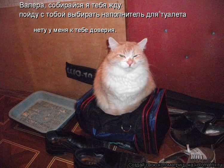 Валера, собирайся я тебя жду. пойду с тобой выбирать наполнитель для туалета нету у меня к тебе довер... Котоматрица: Валера, собирайся я тебя жду. пойду с тобой выбирать наполнитель для туалета нету у меня к тебе доверия.