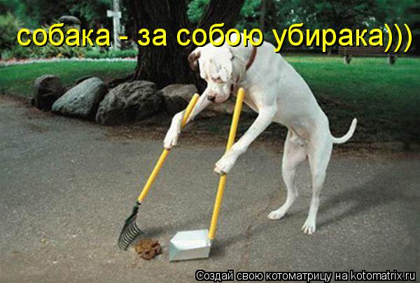собака - за собою убирака)))... Котоматрица: собака - за собою убирака)))