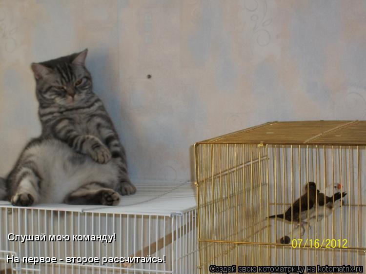 Слушай мою команду! На первое - второе рассчитайсь!... Котоматрица: Слушай мою команду! На первое - второе рассчитайсь!
