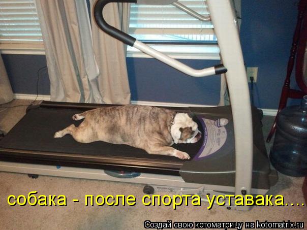 собака - после спорта уставака........ Котоматрица: собака - после спорта уставака.....