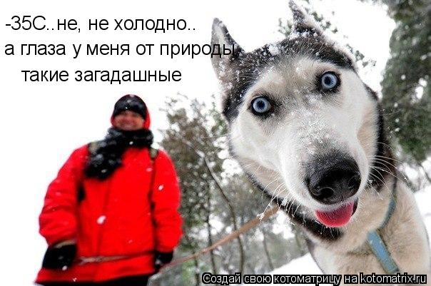 -35С..не, не холодно.. такие загадашные а глаза у меня от природы... Котоматрица: -35С..не, не холодно.. такие загадашные а глаза у меня от природы