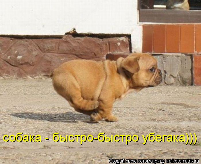 собака - быстро-быстро убегака)))... Котоматрица: собака - быстро-быстро убегака)))