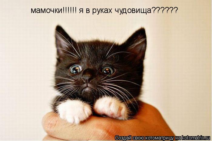 мамочки!!!!!! я в руках чудовища??????... Котоматрица: мамочки!!!!!! я в руках чудовища??????
