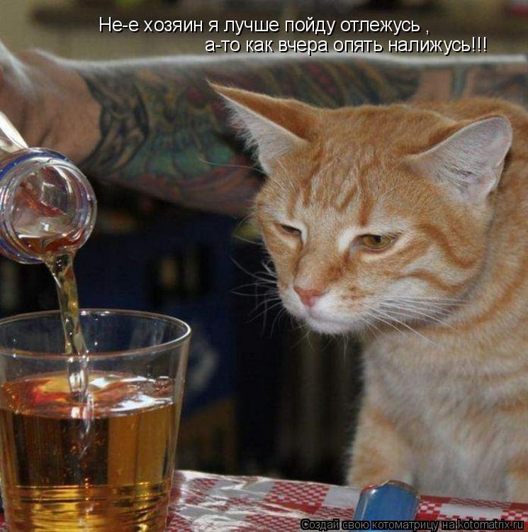 Не-е хозяин я лучше пойду отлежусь , а-то как вчера опять налижусь!!!... Котоматрица: Не-е хозяин я лучше пойду отлежусь , а-то как вчера опять налижусь!!!