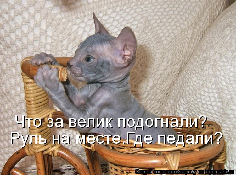 Что за велик подогнали? Руль на месте.Где педали?... Котоматрица: Что за велик подогнали? Руль на месте.Где педали?