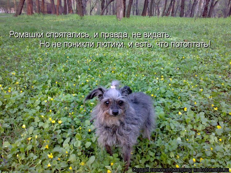 Ромашки спрятались, и правда, не видать. Но не поникли лютики, и есть, что потоптать!... Котоматрица: Ромашки спрятались, и правда, не видать. Но не поникли лютики, и есть, что потоптать!