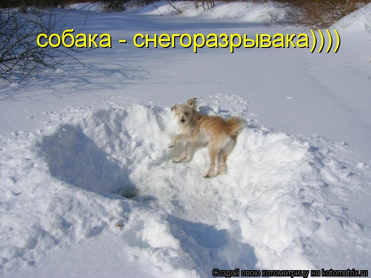 собака - снегоразрывака))))... Котоматрица: собака - снегоразрывака))))