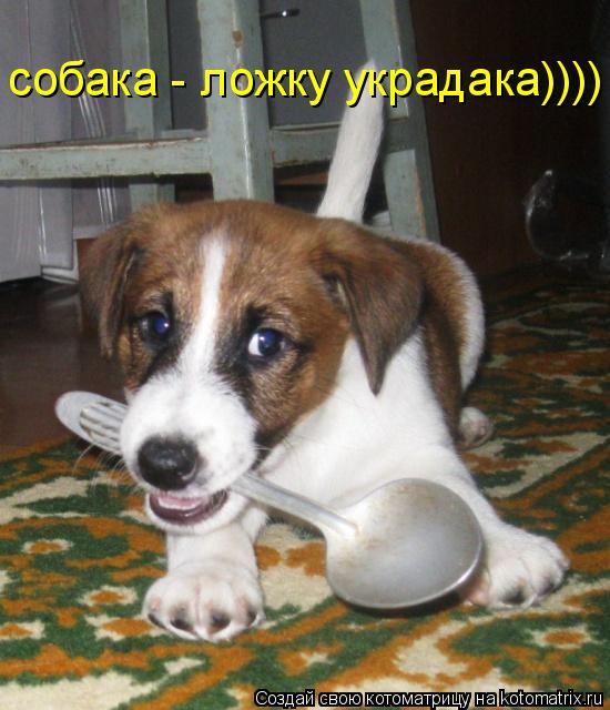 собака - ложку украдака))))... Котоматрица: собака - ложку украдака))))