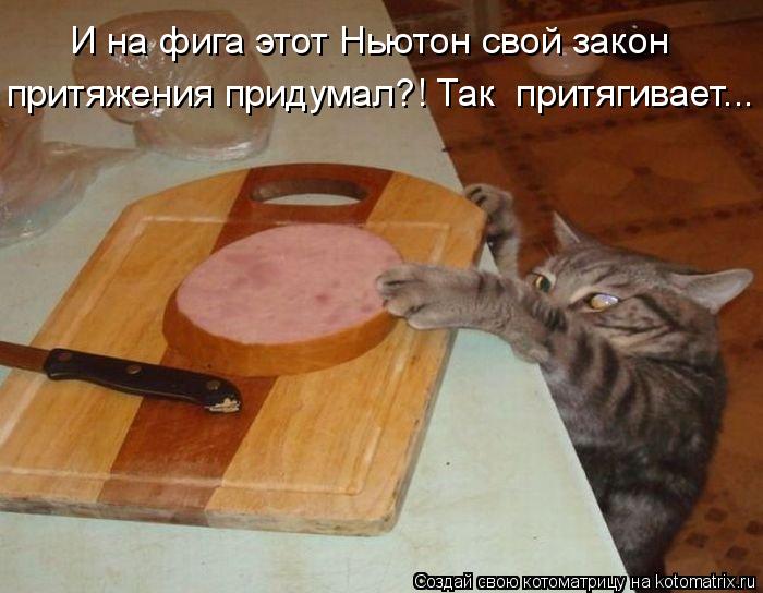 Котоматрица: И на фига этот Ньютон свой закон притяжения придумал?! Так  притягивает...